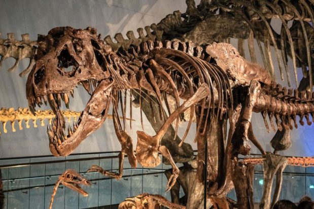 T-rex skeleton