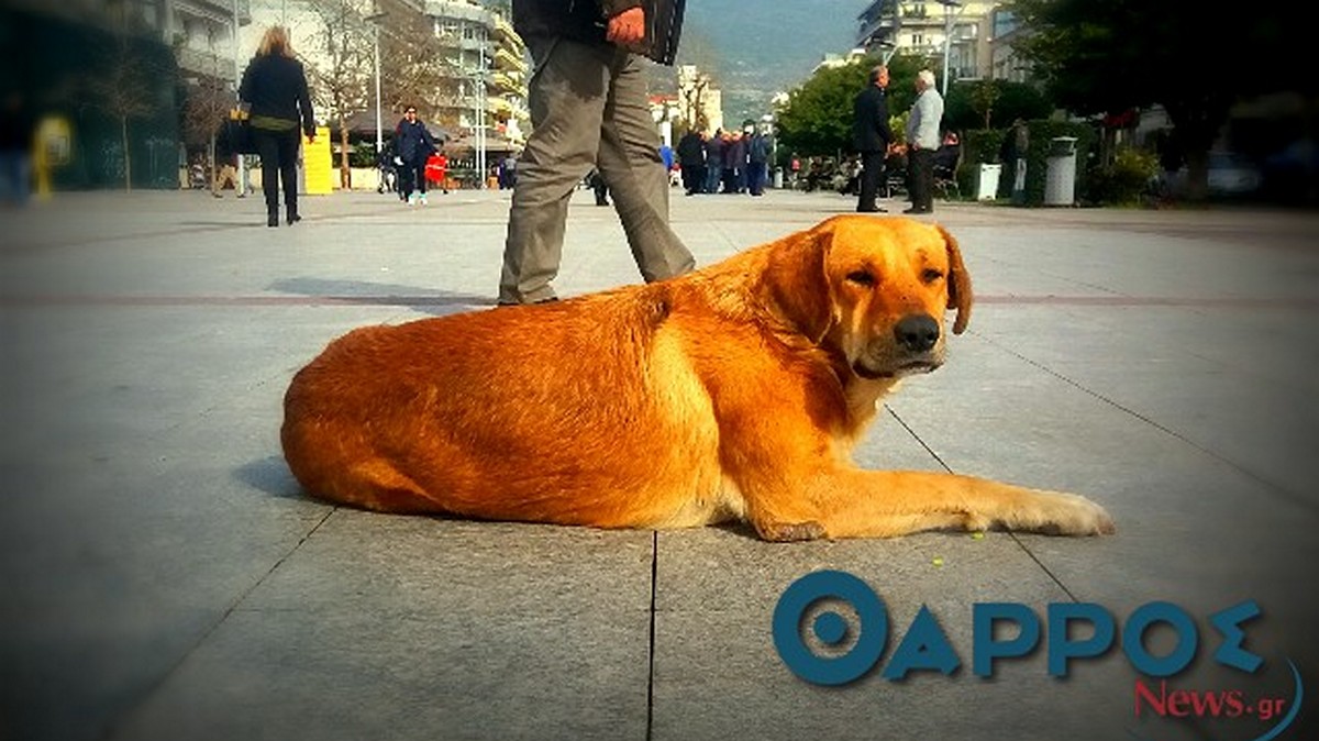 Καλαμάτα: Άνδρας έριχνε σκυλοτροφή που περίεχε κομμάτια από γυαλιά – Τον αναζητά η αστυνομία