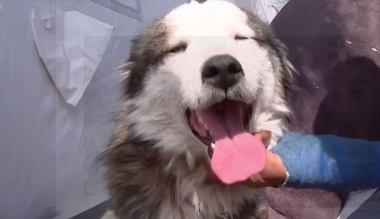 Ο σκύλος Άλεξ στην τουρκία