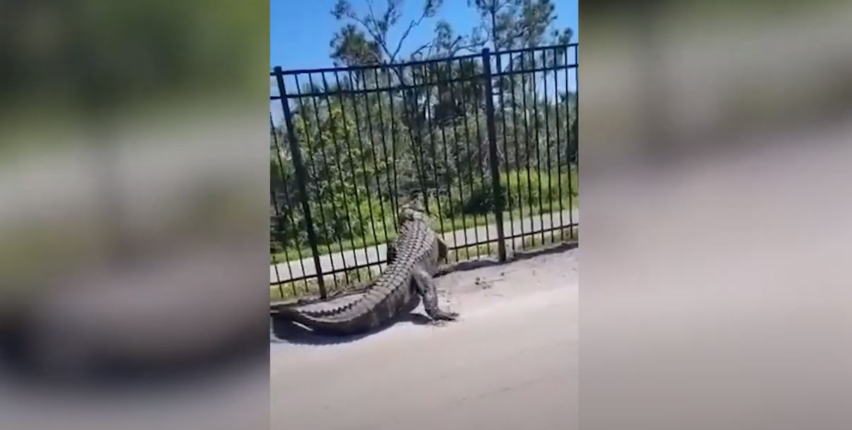 αλιγάτορας