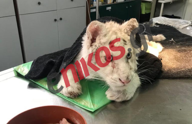 Αττικό Πάρκο Τιγράκι