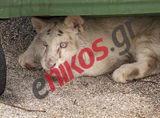 Αττικό Πάρκο Τιγράκι