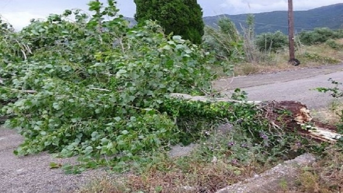 Τραγωδία στα Κρέστενα: Ηλικιωμένος καταπλακώθηκε από δέντρο