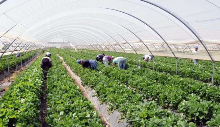 Πώς εξαπατούν εργάτες γης