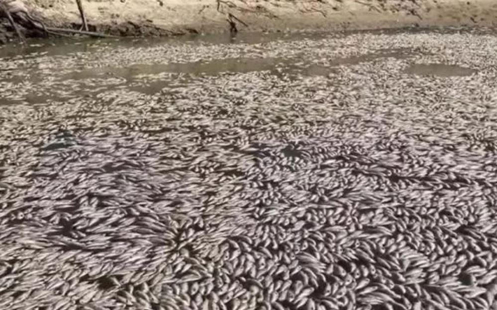 Νεκρά ψάρια