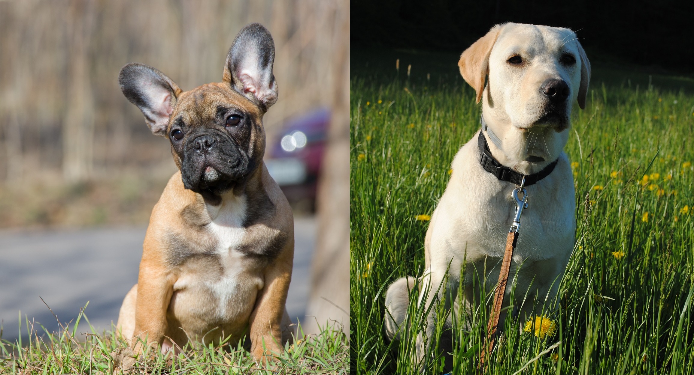 ΗΠΑ: Το Γαλλικό Μπουλντόγκ εκθρόνισε το Λαμπραντόρ Ριτρίβερ από την κορυφή της λίστας με τα δημοφιλέστερα σκυλιά