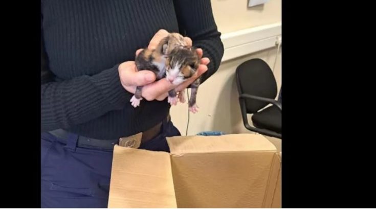 Ένα από τα γατάκια που πέταξε η 75χρονη στον Βόλο