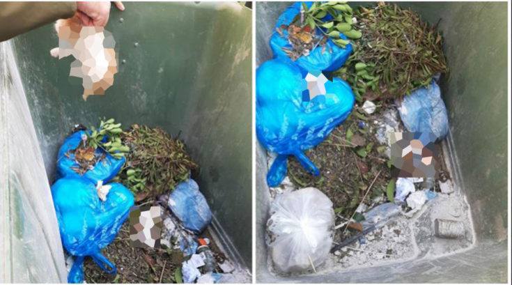 Νέο περιστατικό με νεκρά γατάκια στον Βόλο