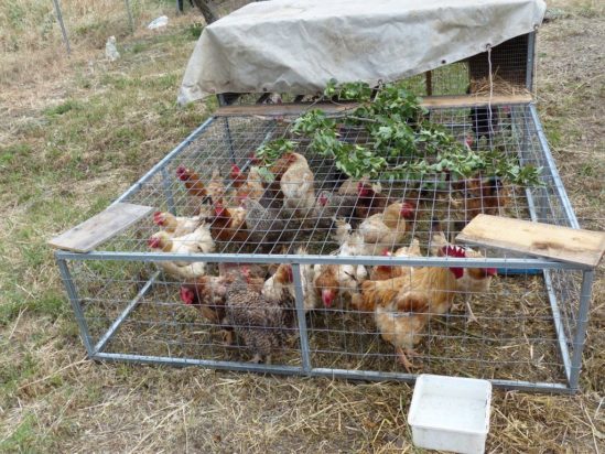 Τέλος τα κοτέτσια σε περιοχές της Κρήτης