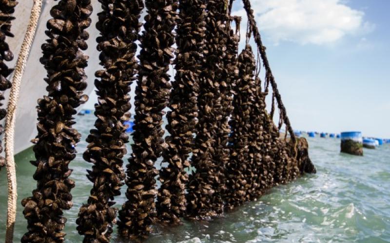 Πιερία: Έκλεψαν αρμαθιές μυδιών, αλλά τους έπιασαν οι Λιμενικοί