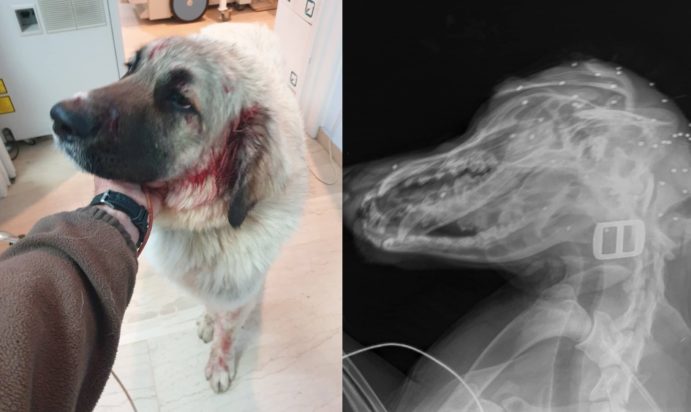 Σκύλος Κρήτη πυροβολισμός