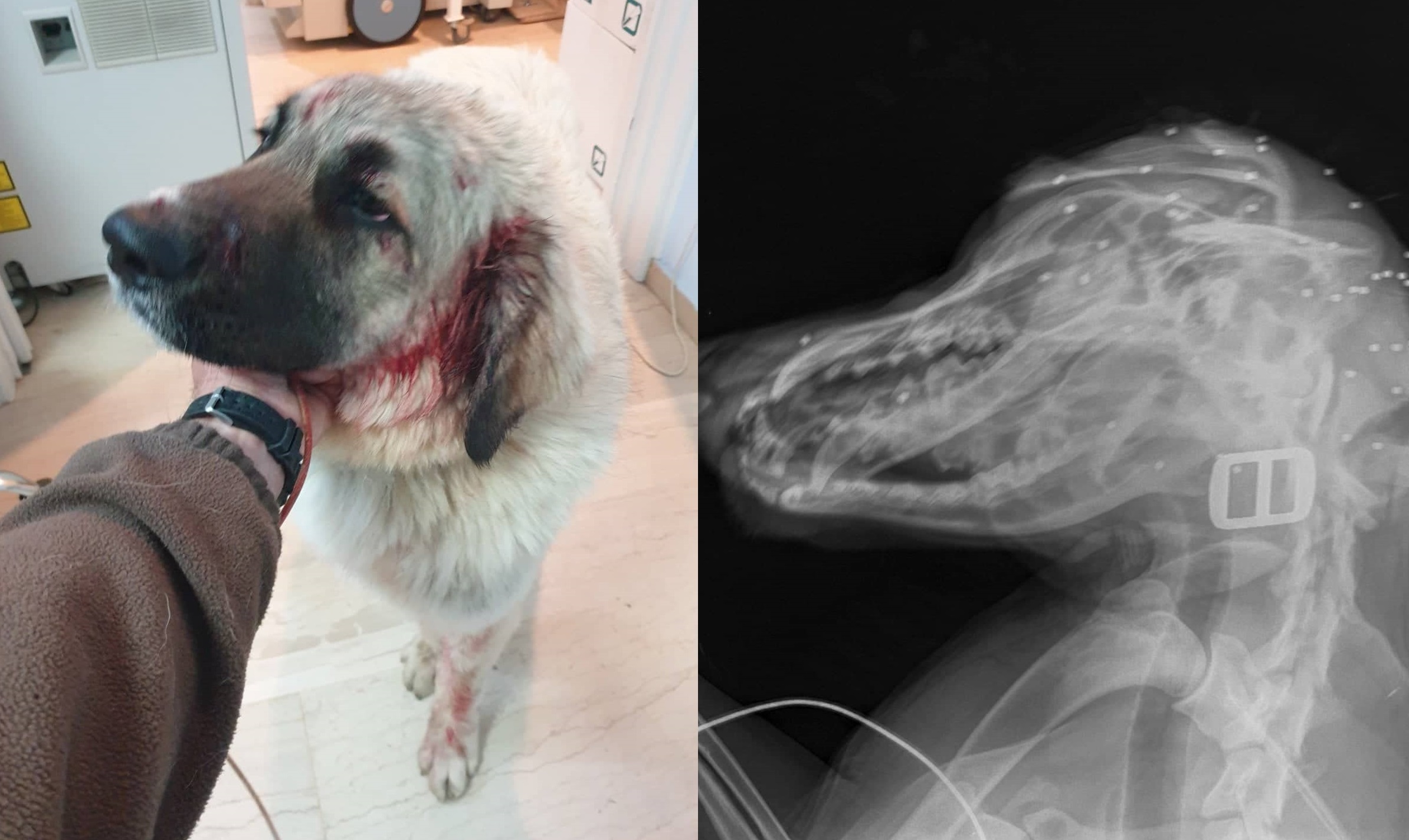 Σκύλος Κρήτη πυροβολισμός