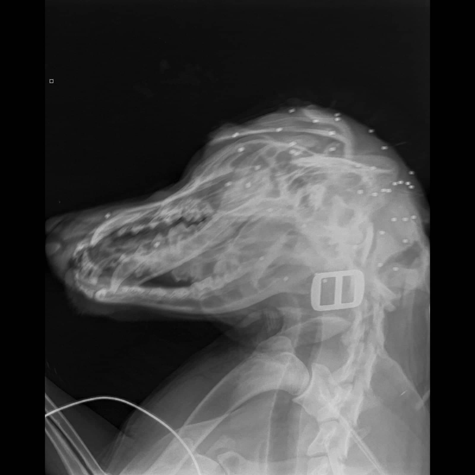 Σκύλος Κρήτη πυροβολισμός