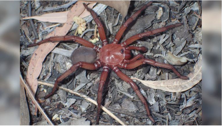 Αυστραλία: Βρέθηκε νέο είδος «τεράστιας», κόκκινης αράχνης – Μοιάζει με ταραντούλα