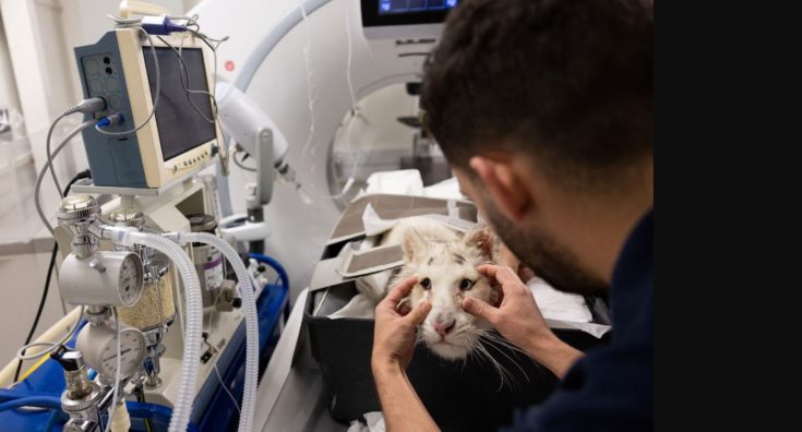 τιγράκι Αττικό Ζωολογικό Πάρκο