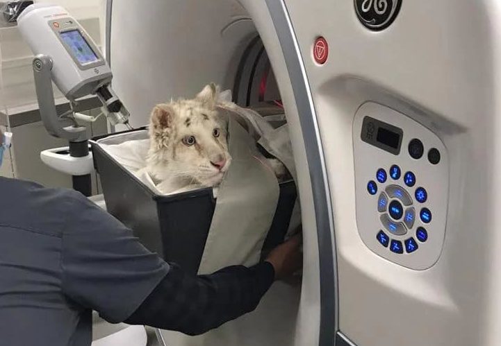 Τιγράκι Αττικό ζωολογικό πάρκο