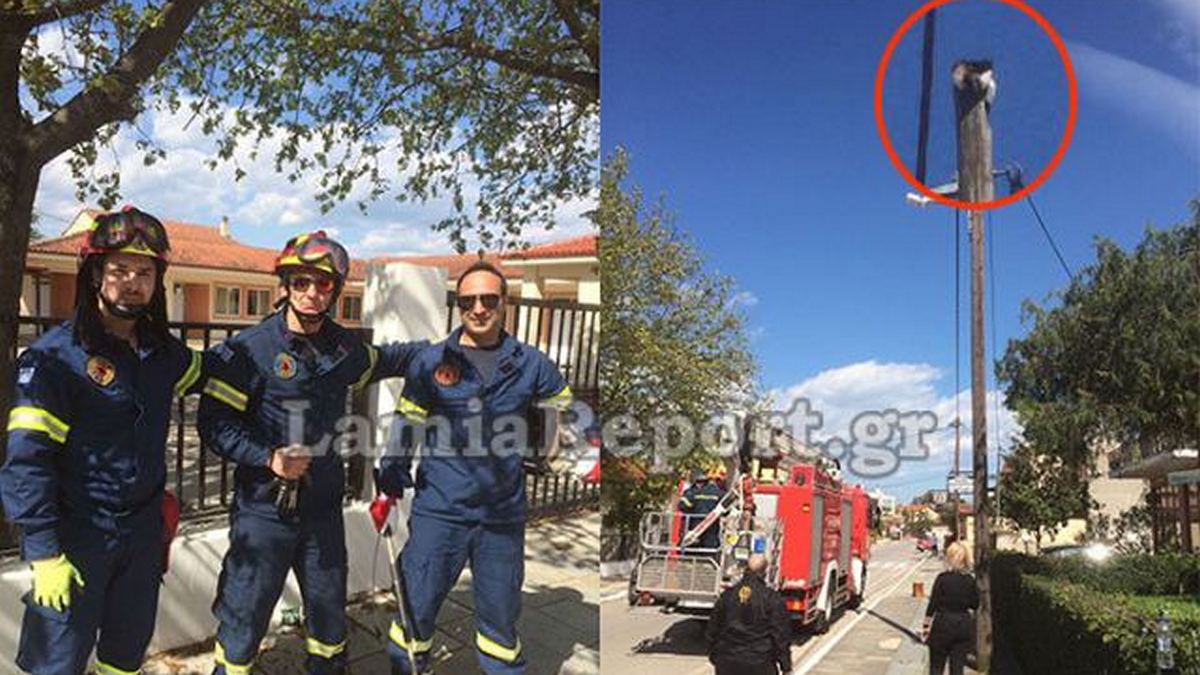 Λαμία: Πυροσβέστες έσωσαν γατάκι που είχε ανεβεί σε κολόνα – ΒΙΝΤΕΟ
