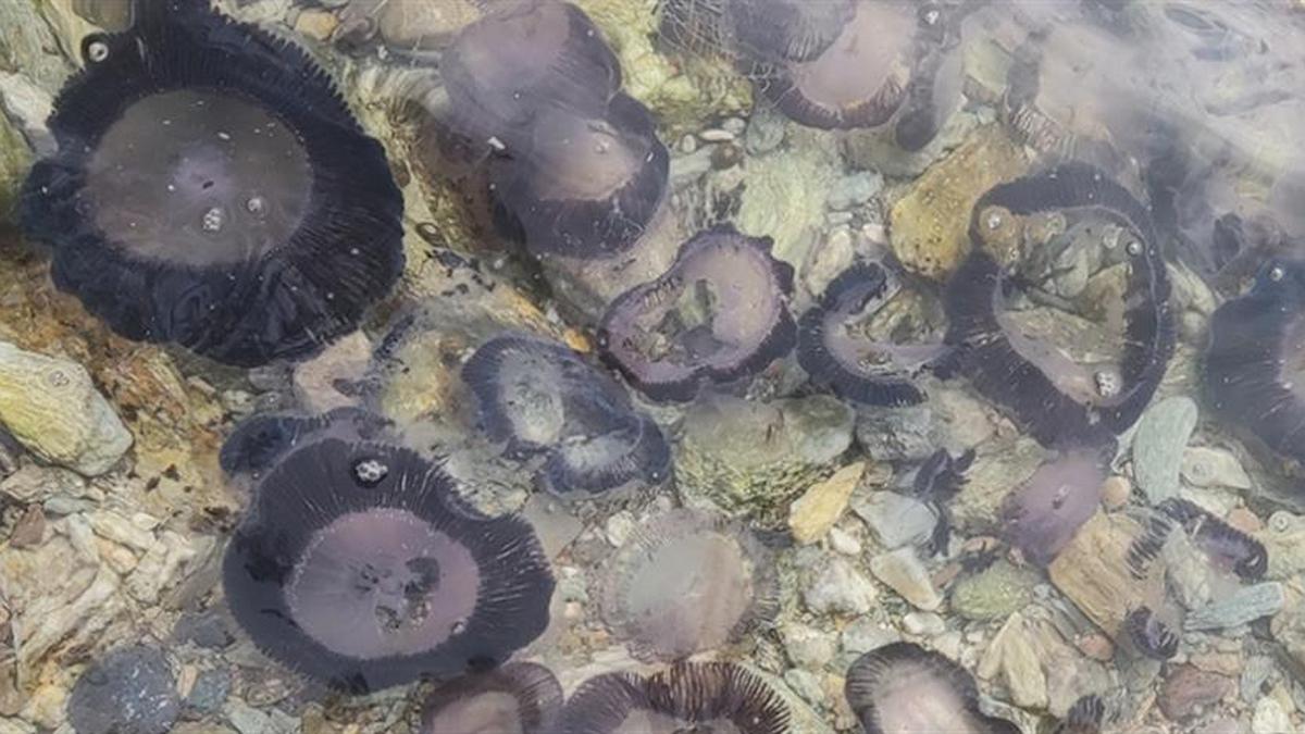 Βόλος: Κοπάδια από μέδουσες «μαύρισαν» τον Παγασητικό