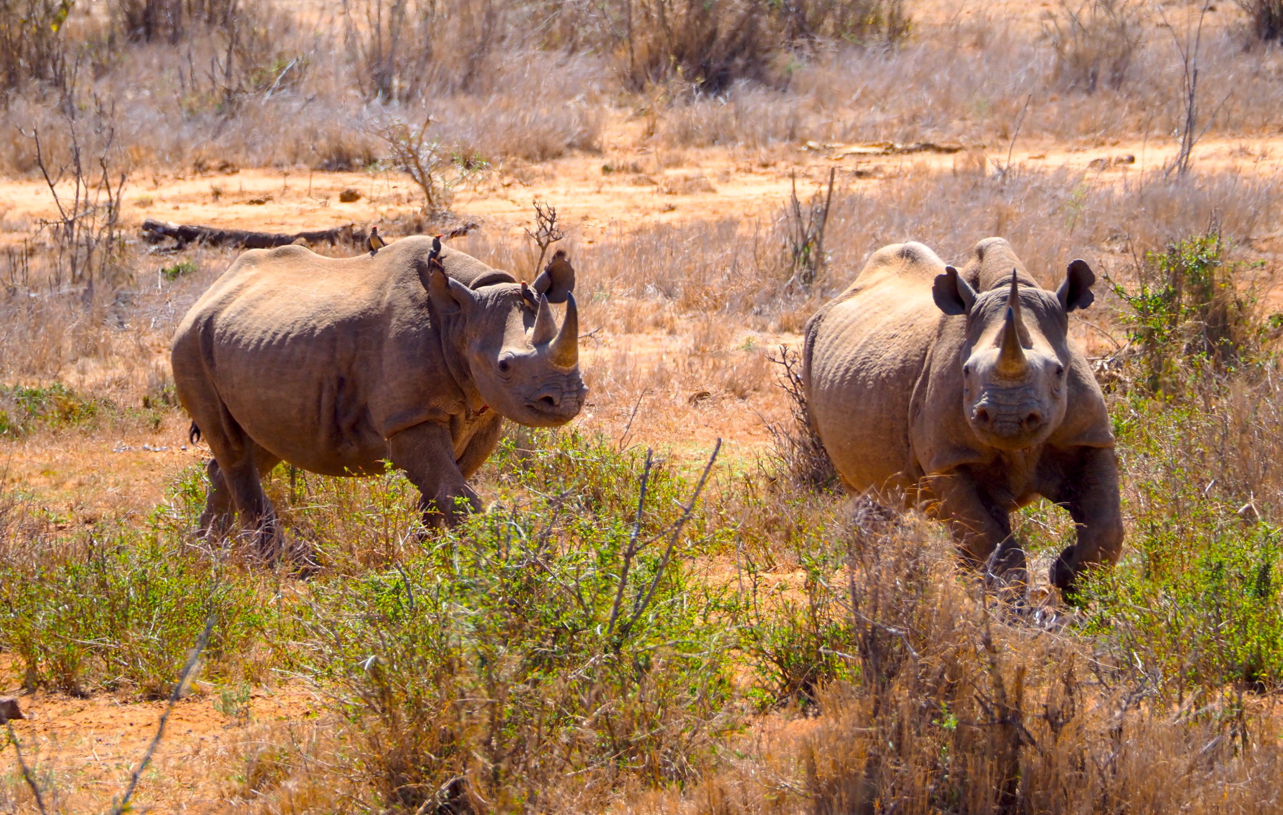 Σπουδαία έρευνα: Επιστήμονες ανέλυσαν το γονιδίωμα 240 διαφορετικών θηλαστικών μεταξύ αυτών και του ανθρώπου