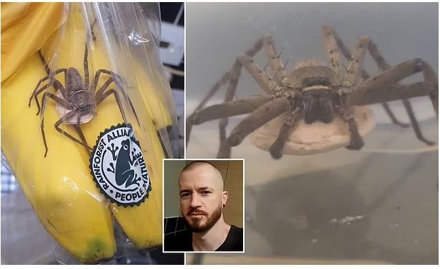 «Βρήκα μια γιγάντια αράχνη στις μπανάνες» – Η φρίκη μετά την βόλτα στο σούπερ μάρκετ