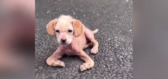 Άιλα: Συγκλονίζει η ιστορία της μικρής σκυλίτσας – Σώθηκε σε άθλια κατάσταση κι έγινε… αγνώριστη