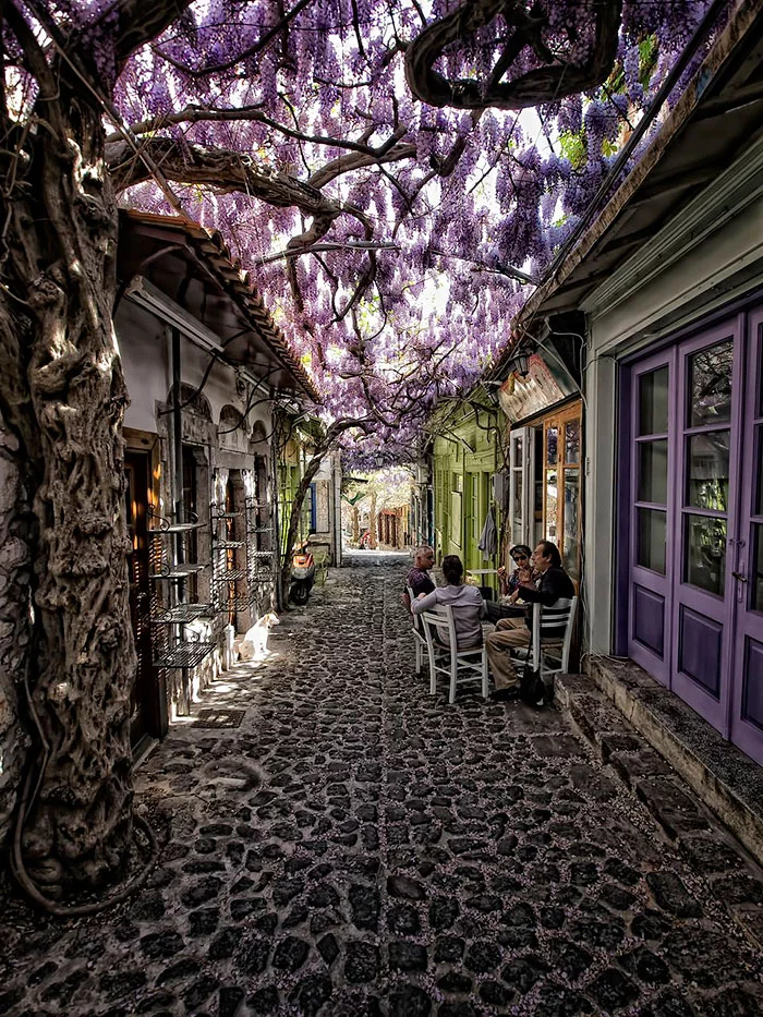 https://www.enikos.gr/wp-content/uploads/2023/04/beautiful-streets-trellis-canopies-4_700.jpg.webp