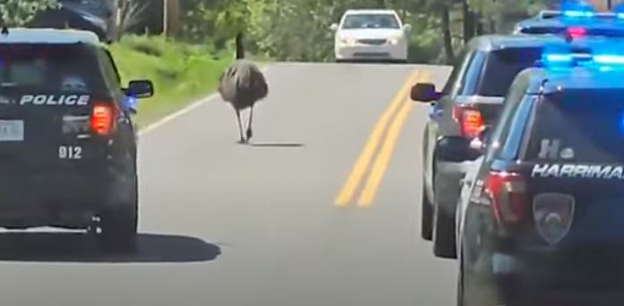 Viral: Τέσσερα περιπολικά στις ΗΠΑ καταδιώκουν στρουθοκάμηλο