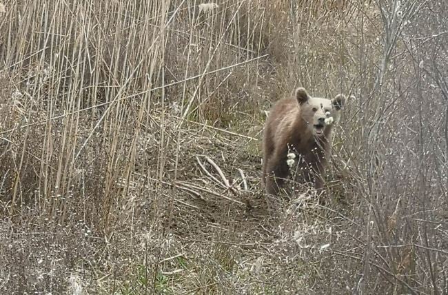Φλώρινα: Αρκουδάκι πιάστηκε σε παράνομη παγίδα για αγριογούρουνα – Επιχείρηση για την απελευθέρωσή του