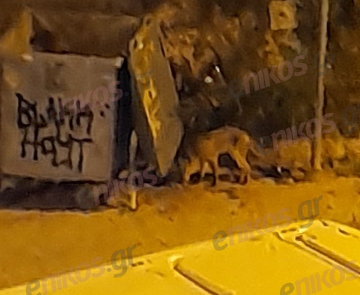 Γαλάτσι αλεπού