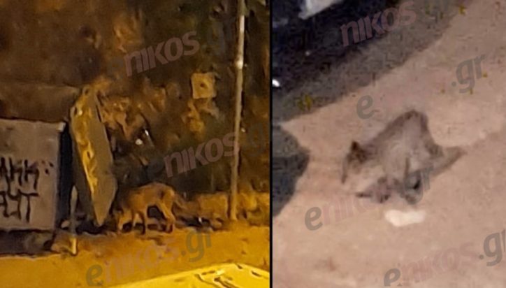 Γαλάτσι αλεπού