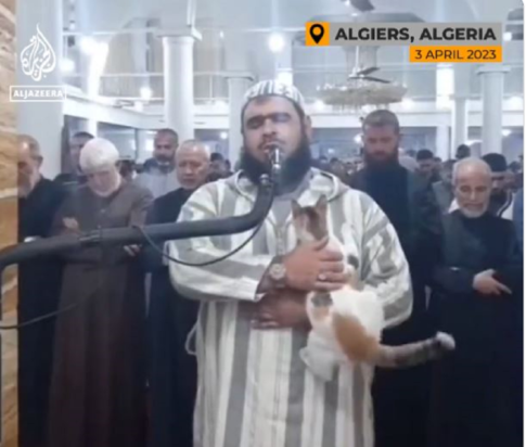 γάτα ιμάμης