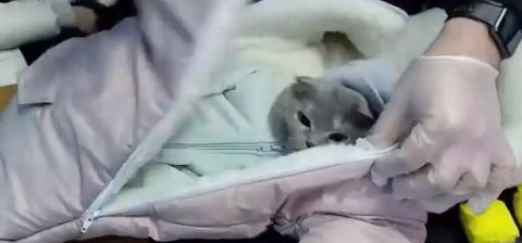 Ρωσία: Γυναίκα έντυσε την γάτα της μωρό για να διακινήσει ναρκωτικά