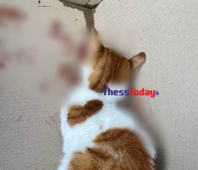 Ασυνείδητος κλώτσησε γατάκι στην Θεσσαλονίκη