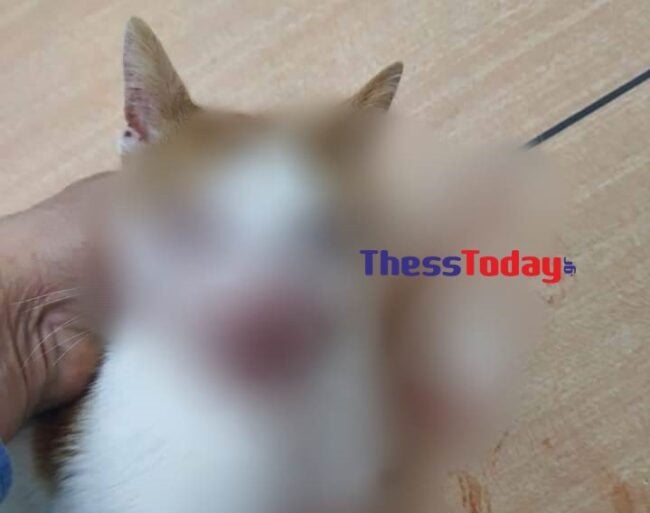 Ασυνείδητος κλώτσησε γατάκι στην Θεσσαλονίκη