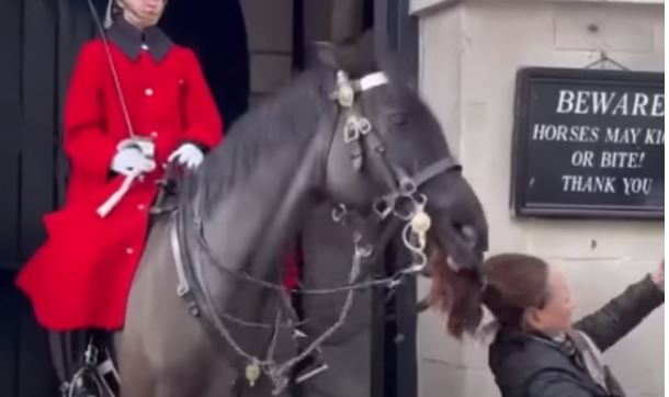 Βρετανία: Άλογο της βασιλικής φρουράς τράβηξε από τα μαλλιά τουρίστρια