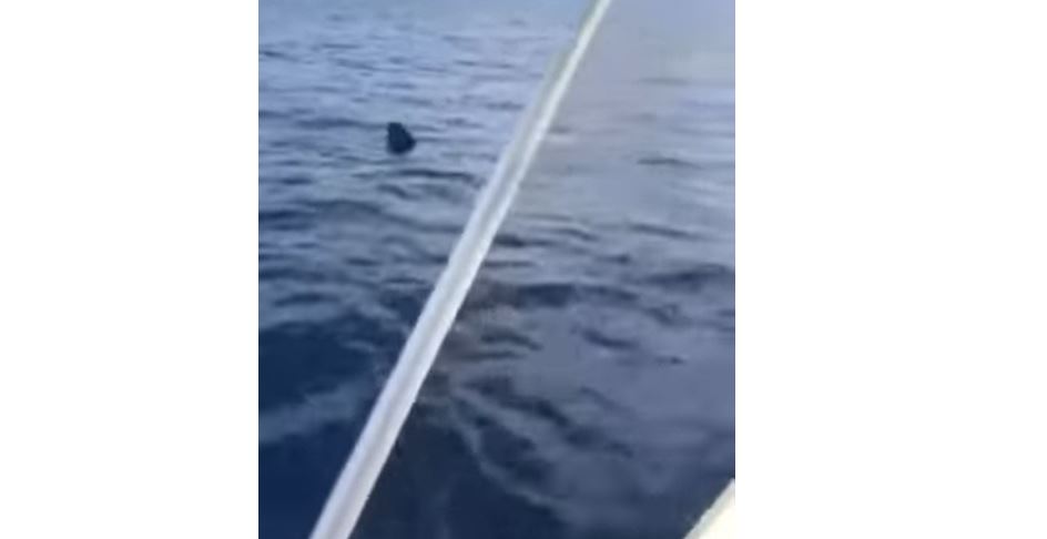 Γύθειο: Καρχαρίας στον Λακωνικό Κόλπο