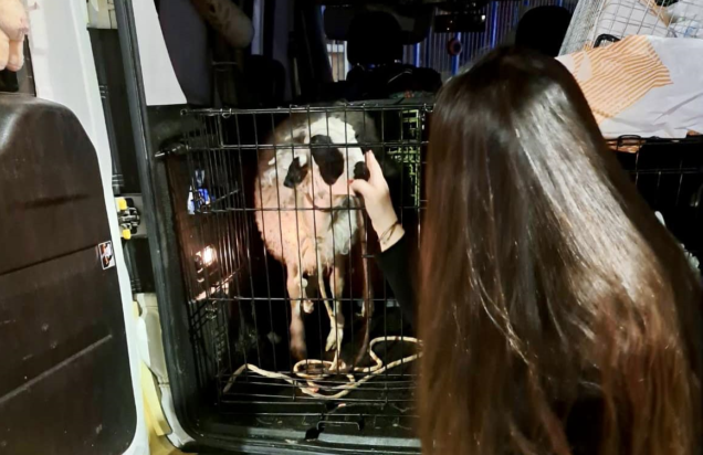 κατσίκα αρνάκι