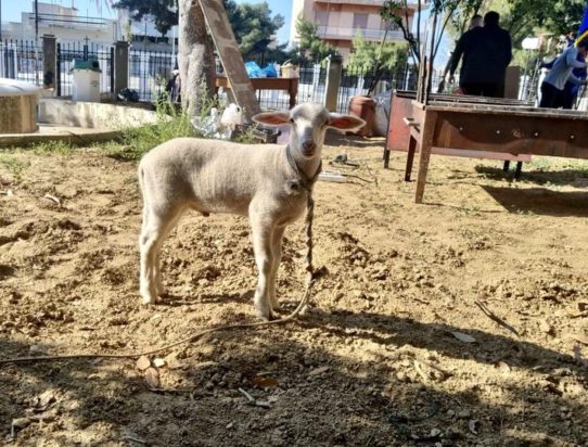 Κερατσίνι αρνάκι