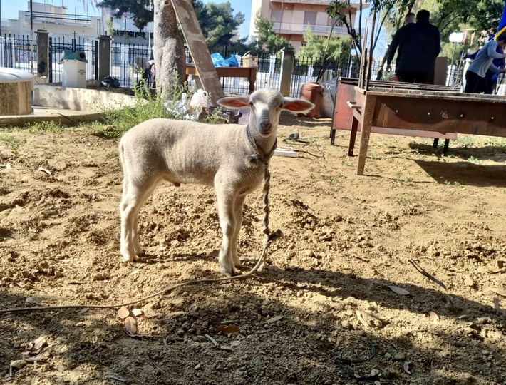 Κερατσίνι αρνάκι