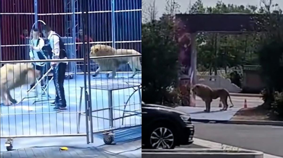 Κίνα: Δύο λιοντάρια το έσκασαν από τσίρκο – Σε πανικό οι θεατές
