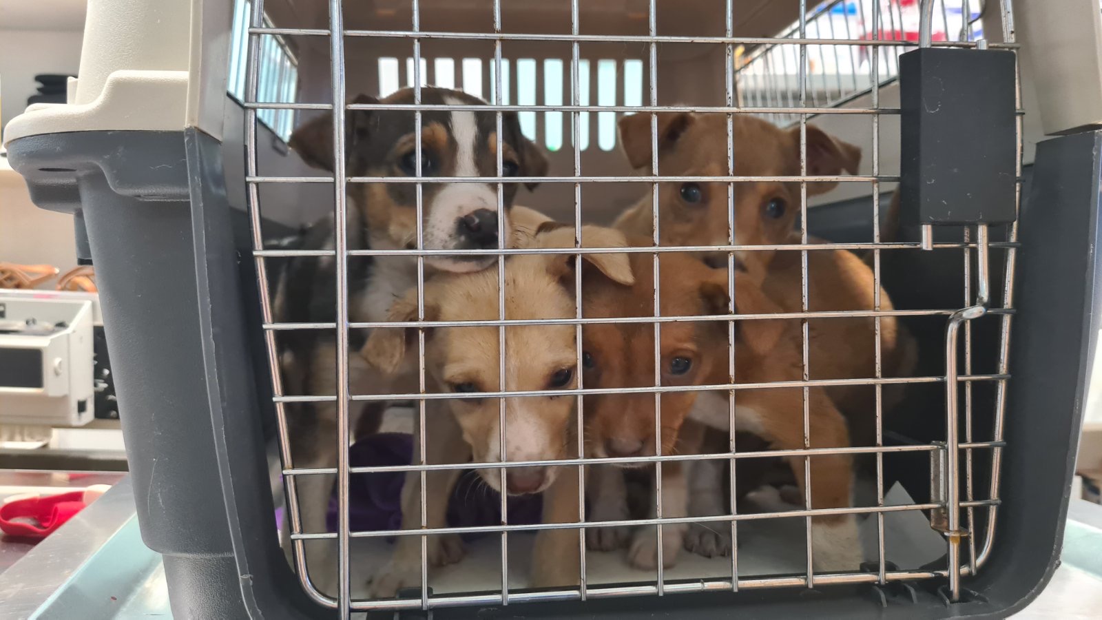 κουτάβια Χανιά