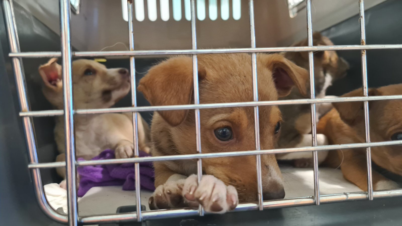 κουτάβια Χανιά