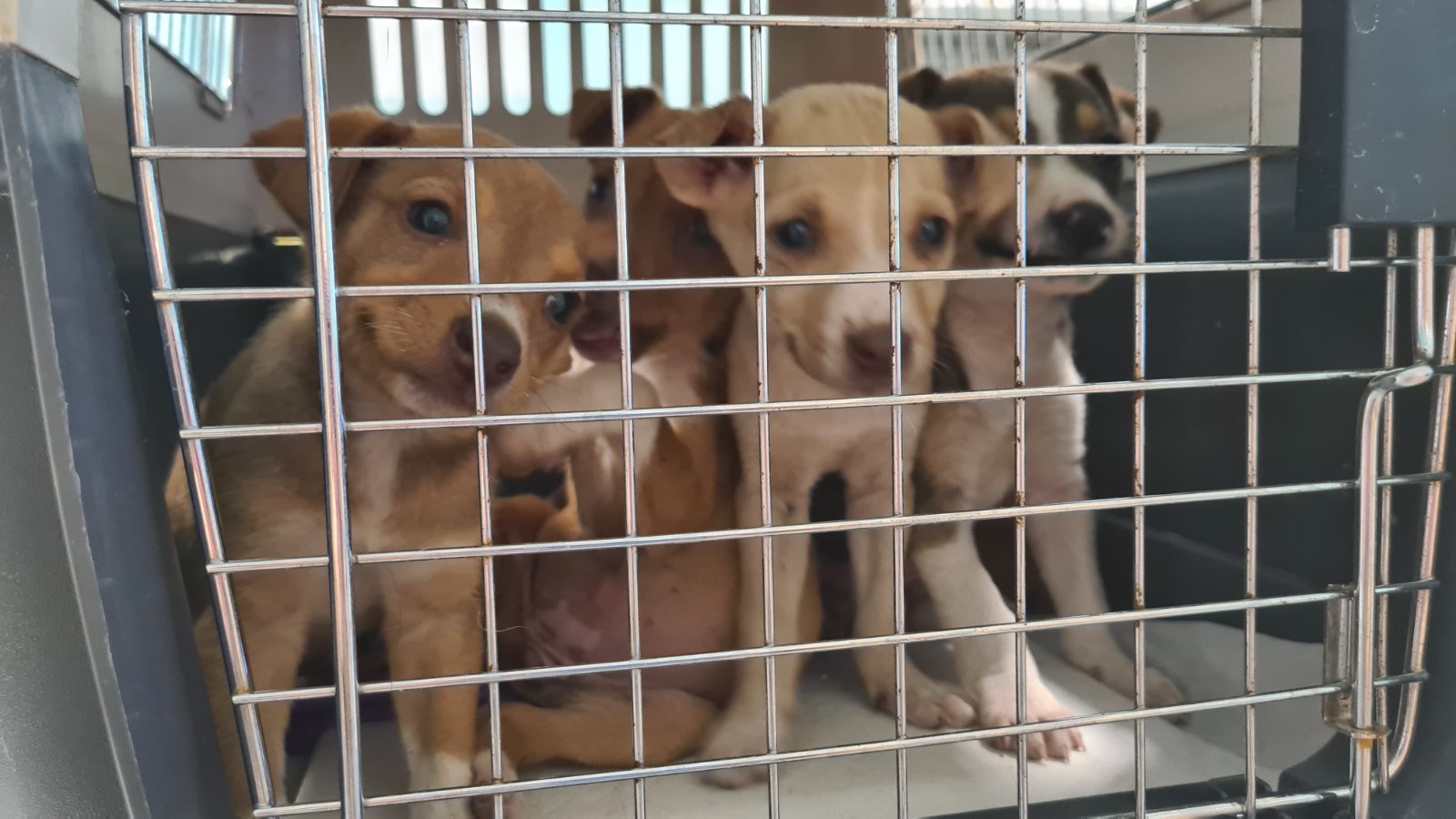 κουτάβια Χανιά