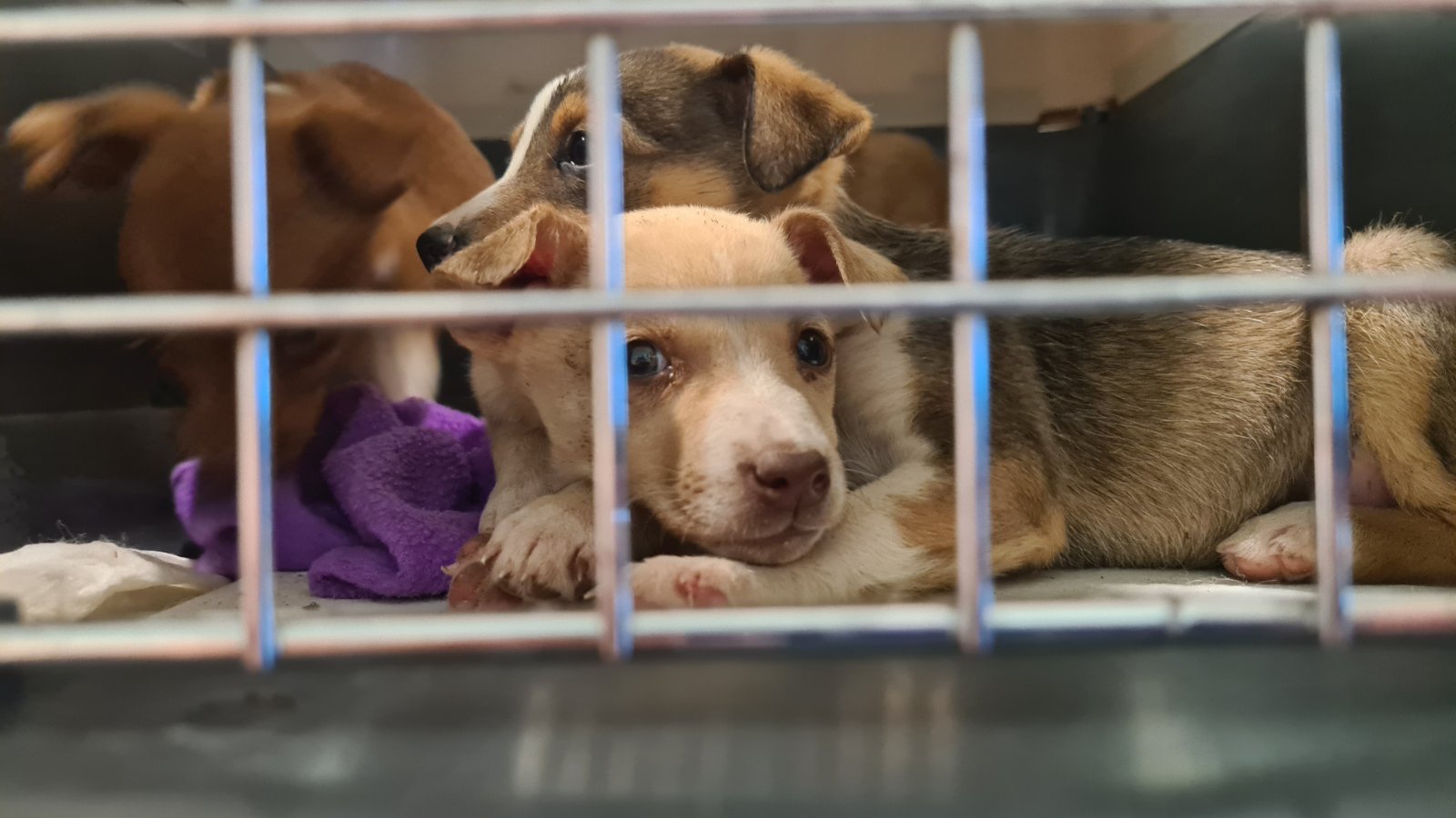 κουτάβια Χανιά