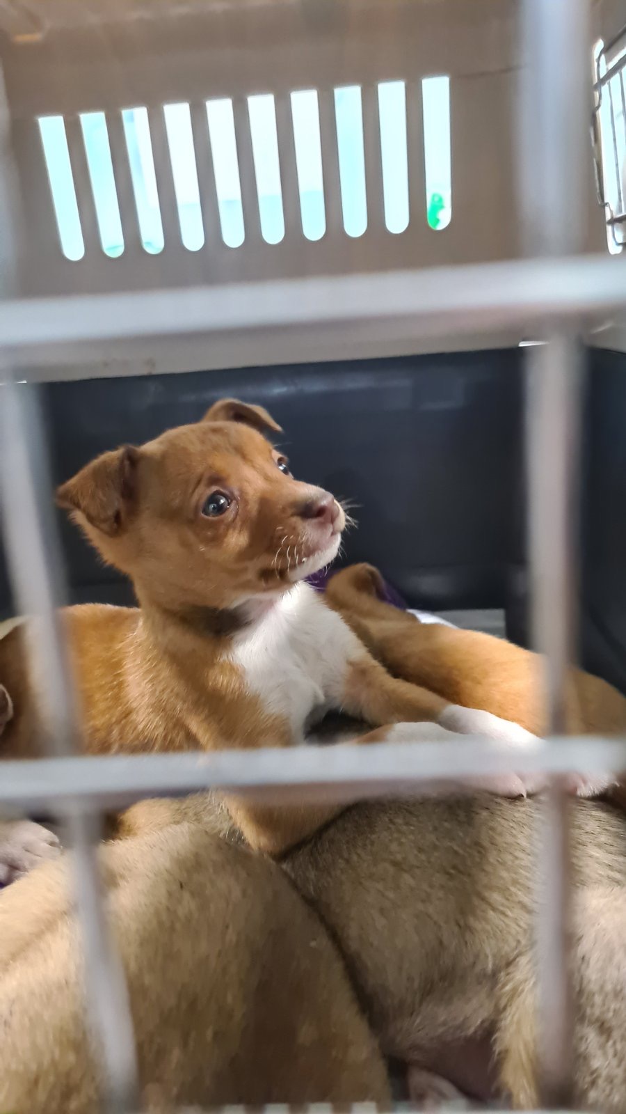 κουτάβια Χανιά