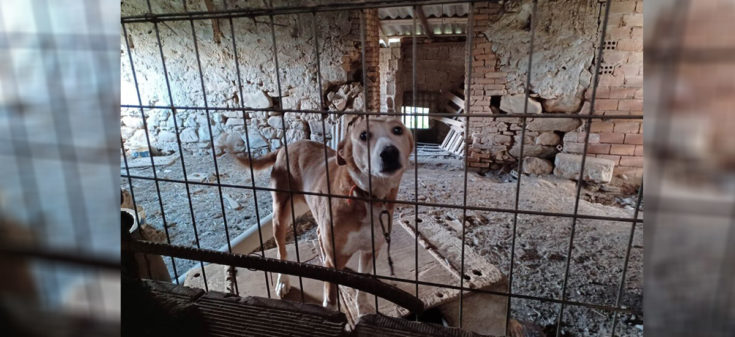 Κακοποίηση Ζώων