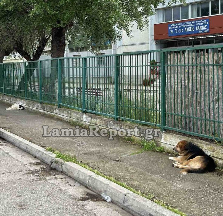 Λαμία Αδέσποτα σκυλιά