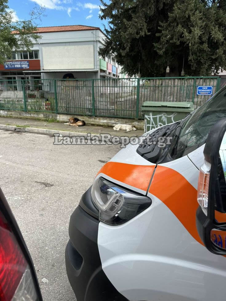 Λαμία Αδέσποτα σκυλιά