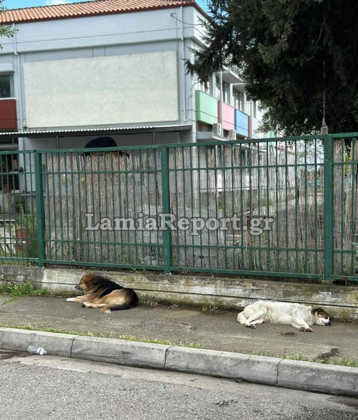 Λαμία Αδέσποτα σκυλιά