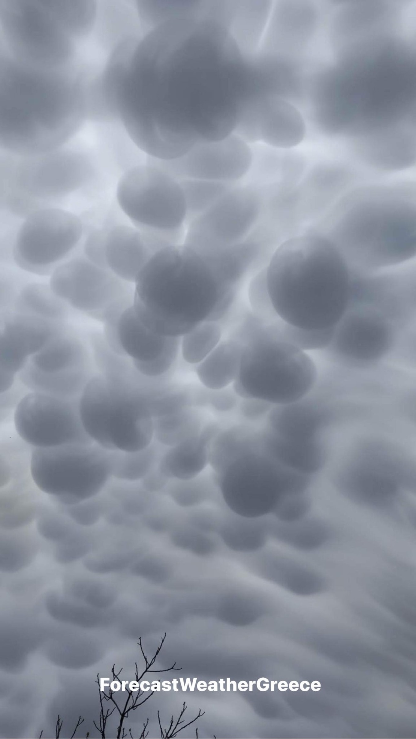 mammatus